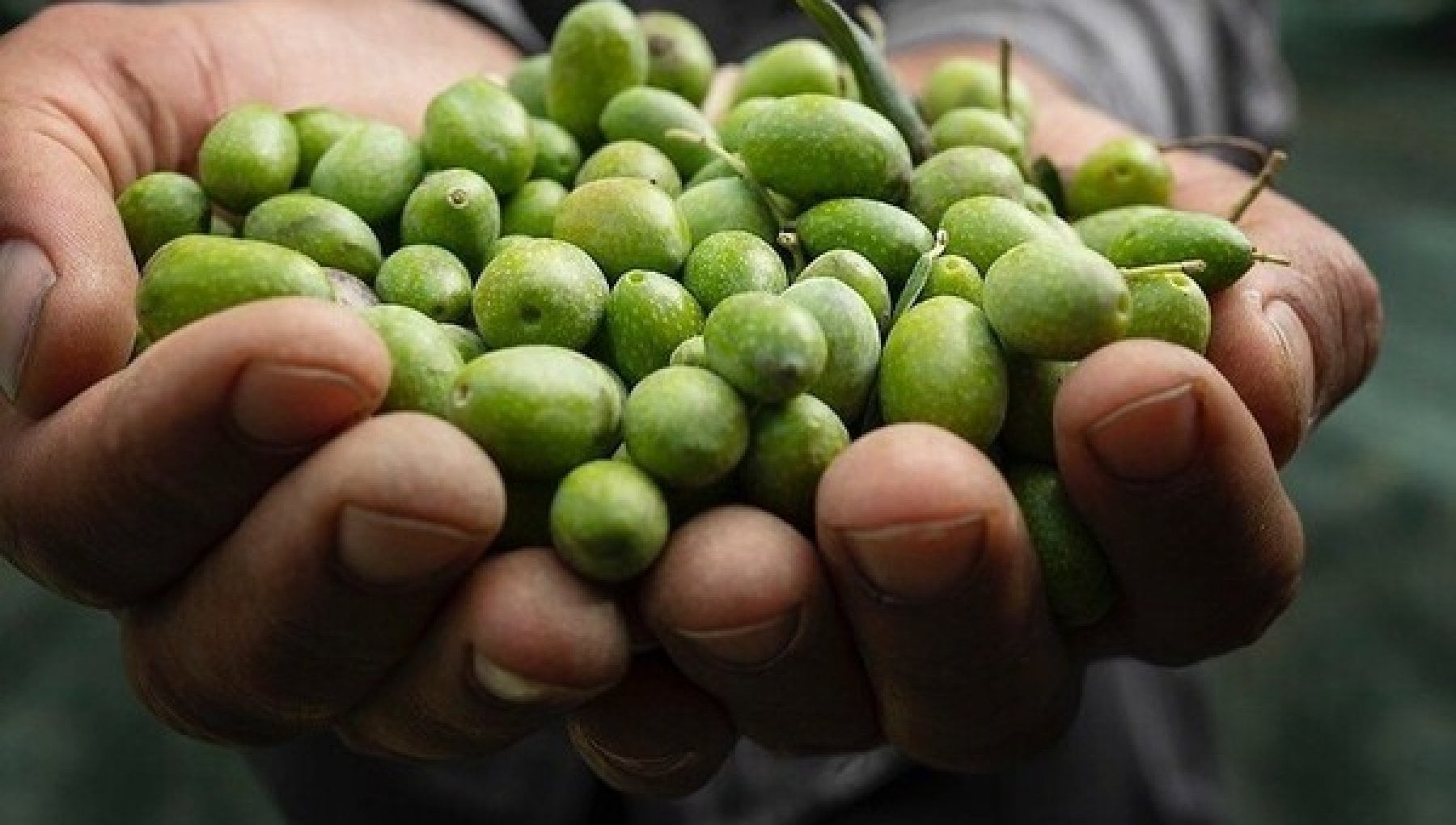 Olive Oil 2021 Harvest Worse Than Expected And Prices On The Rise