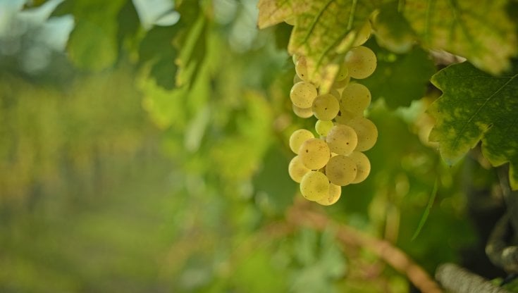San Gimignano e la poesia senza tempo della Vernaccia