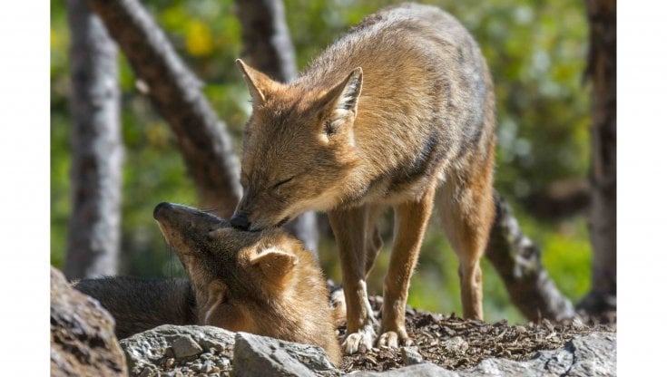 Maschio e femmina di sciacallo: i branchi sono dominati da una coppia, che &egrave; l&rsquo;unica a riprodursi (Getty Images)