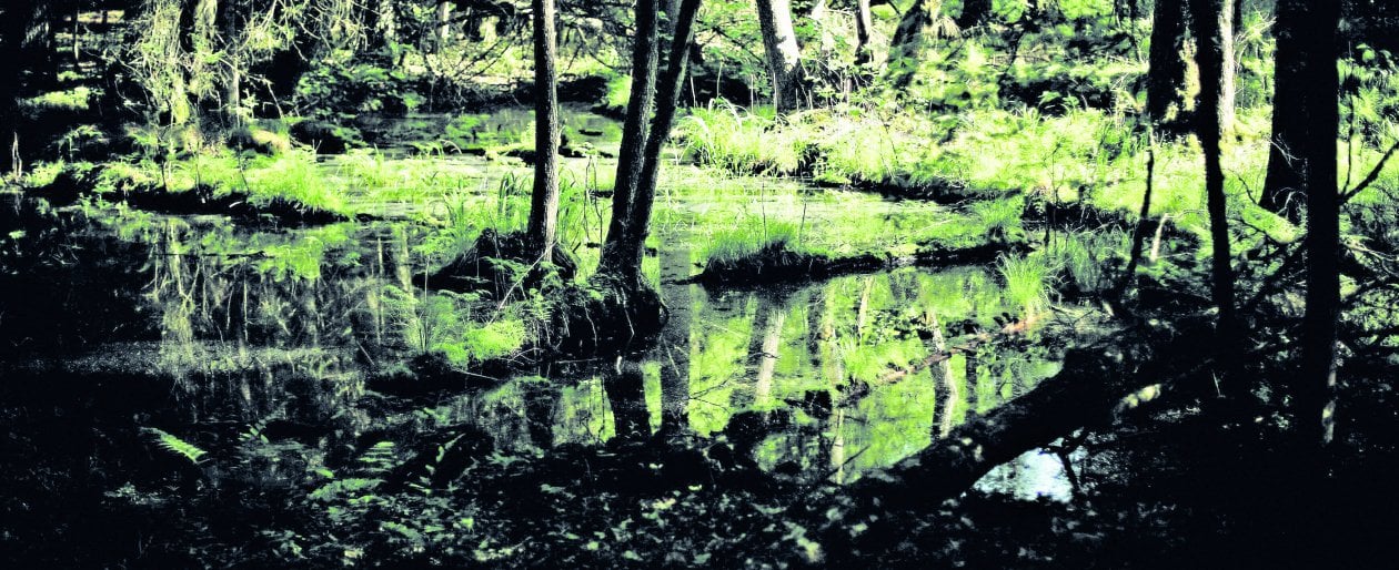 Tre matrimoni e un genocidio all'ombra della foresta di Bialowieza