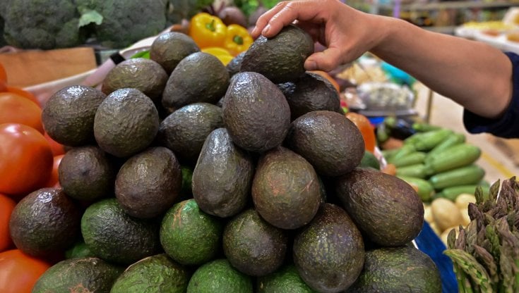 Messico, la guerra dell'avocado finito in mano ai cartelli. Gli Usa bloccano le importazioni 