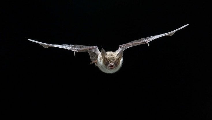 Virus nei pipistrelli, trovati ceppi quasi uguali a Sars-Cov2