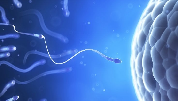 La fecondazione in utero illustrata al computer. SEBASTIAN KAULITZKI / SPL / getty images 