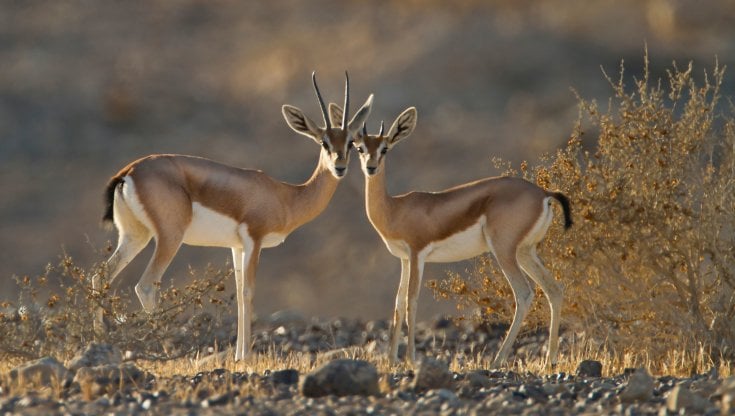 Gazzelle del deserto: in presenza di una minaccia si riuniscono in branco. alamy / ipa