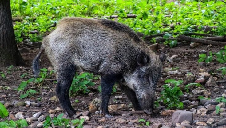 Cinghiali, peste suina e isolani: le leggi 'rifugio' rompono lo stallo in Parlamento ma le riforme restano al palo