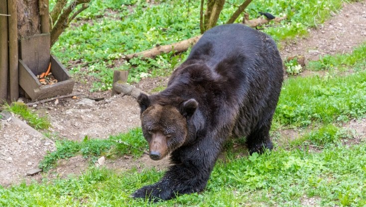 l&rsquo;orso del parco di San Romedio, Val di Non. Lorenza photography / Alamy / ipa