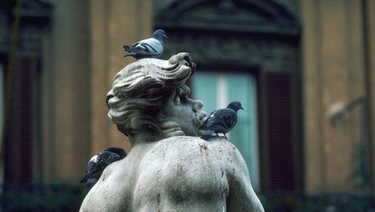 Dilemma piccioni