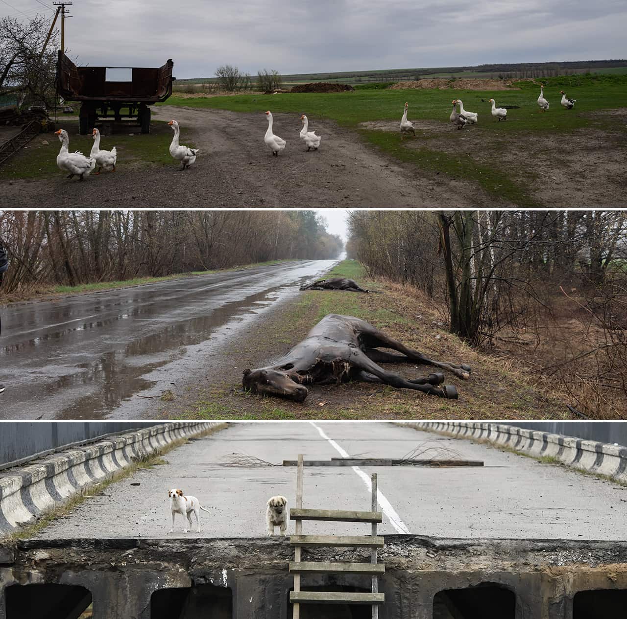 Da sopra: Villaggio di Mala Tokmatchka, a sud di Zaporižžja - Foto di Ed JONES /  AFP. Hostomel'. Foto di Mykhaylo Palinchak / SOPA. Villaggio di Kukhari. Foto di  Maxym Marusenko/NurPhoto