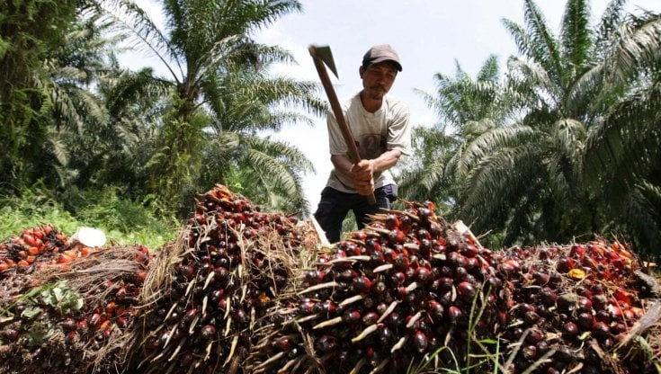 Olio di palma, l'Indonesia blocca l'export e i prezzi schizzano ai massimi. Allarme anche in Italia