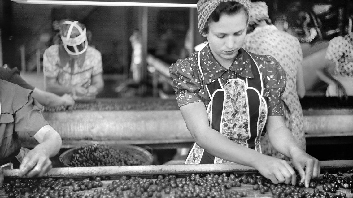 Una fabbrica per la lavorazione delle ciliege, Michigan 1940. Foto Getty