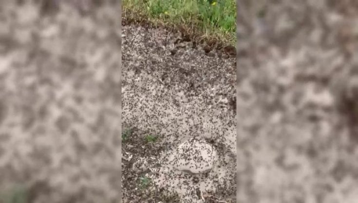 Sardegna, milioni di cavallette invadono l'isola