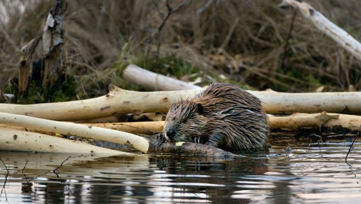 Un Castor fiber, specie europea. (Alamy / Ipa)
