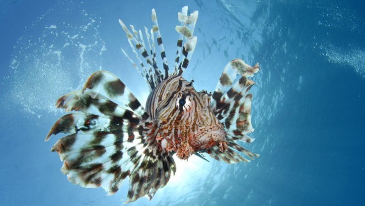 Il pesce scorpione: si trova nelle acque pugliesi: &egrave; velenoso (Getty Images)