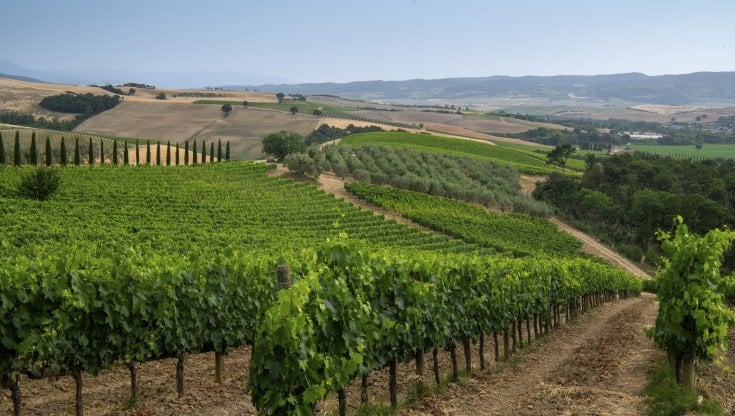 Vino, quasi sold out l'annata 2016 del Brunello. Già sul mercato il 60% della produzione del 2017