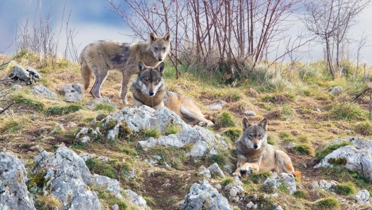 Lupi a Civitella Alfedena (Abruzzo) (Alamy / Ipa)