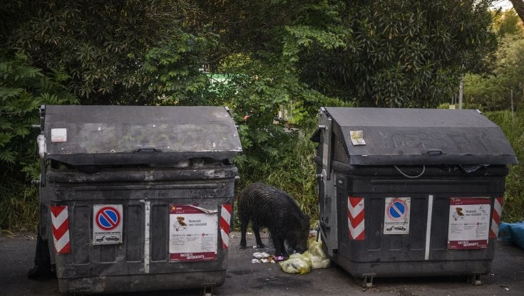 L'era del cinghiale