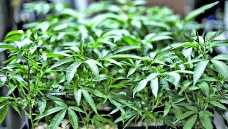 Cannabis, perché va legalizzata
