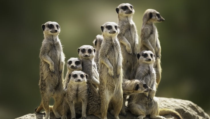 Un gruppo di suricati in Africa (Getty Images)