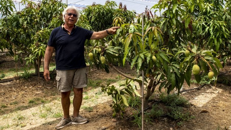 Vincenzo Amata, ex agente di commercio, ha trasformato un limoneto ereditato dalla moglie a Sant&rsquo;Agata di Militello nella Papamango: 2.600 piante di mango siciliano (Fortunato Serran&ograve; / Agf)