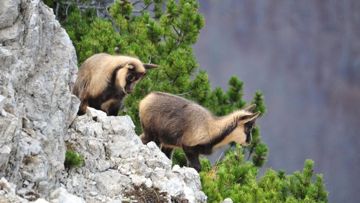 Camosci, foto di Angelina Iannarelli, per gentile concessione dell'archivio del Parco Nazionale d'Abruzzo, Lazio e Molise