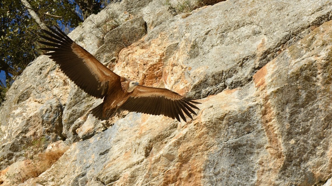 Grifone, foto di Carmine Mozzillo