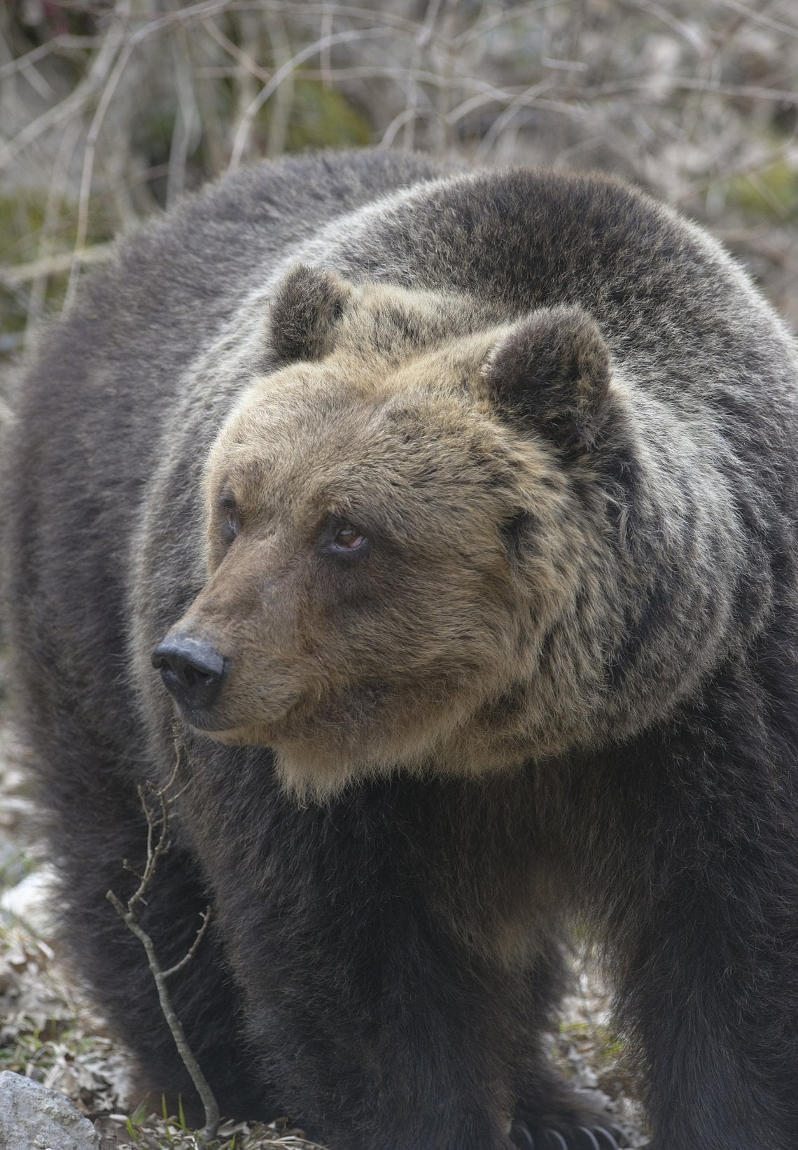 Orso bruno marsicano, foto di Valentino Mastrella, per gentile concessione dell'archivio del Parco Nazionale d'Abruzzo, Lazio e Molise,&nbsp;