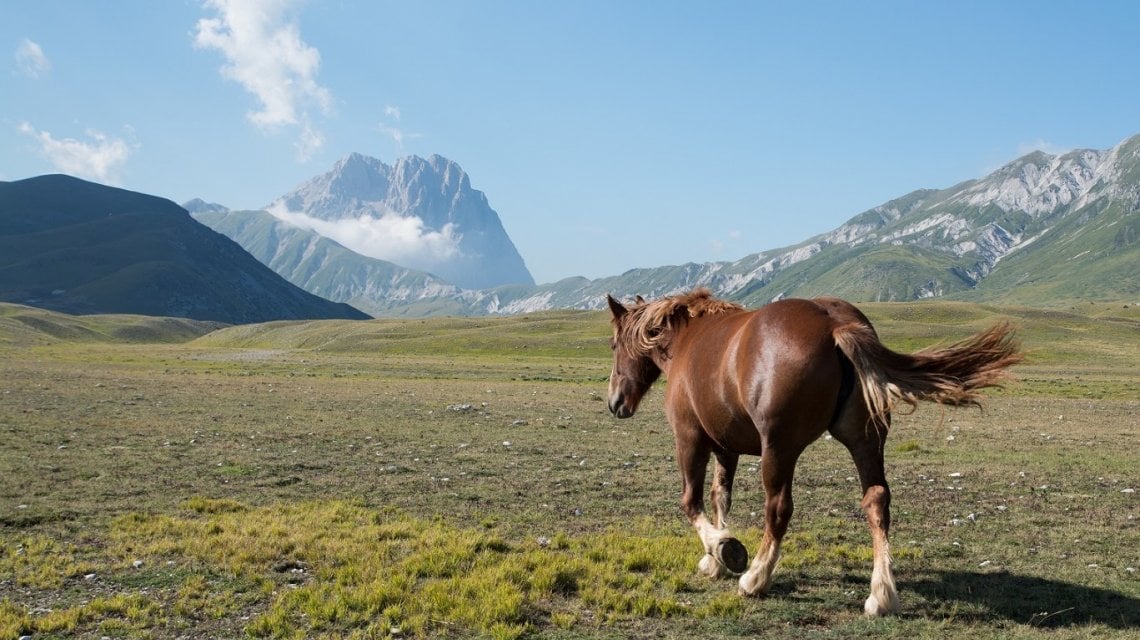 Cavallo, Campo Imperatore, foto di Luca Di Giovanni&nbsp;