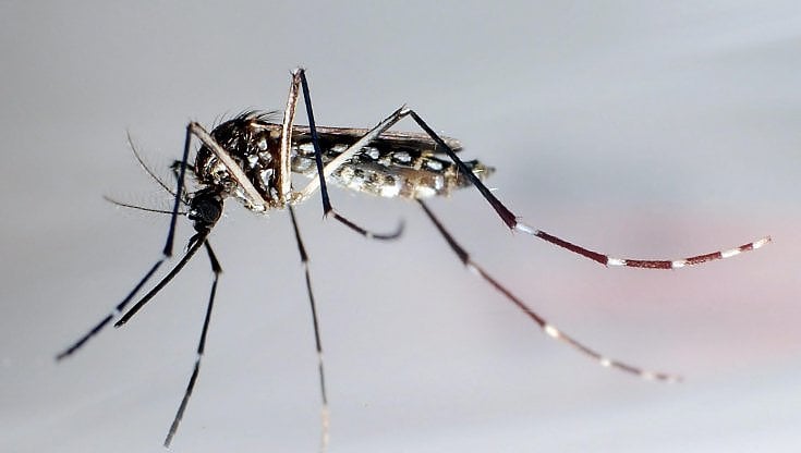 West Nile e altri virus tropicali. Il cambiamento climatico porta in Italia nuove malattie