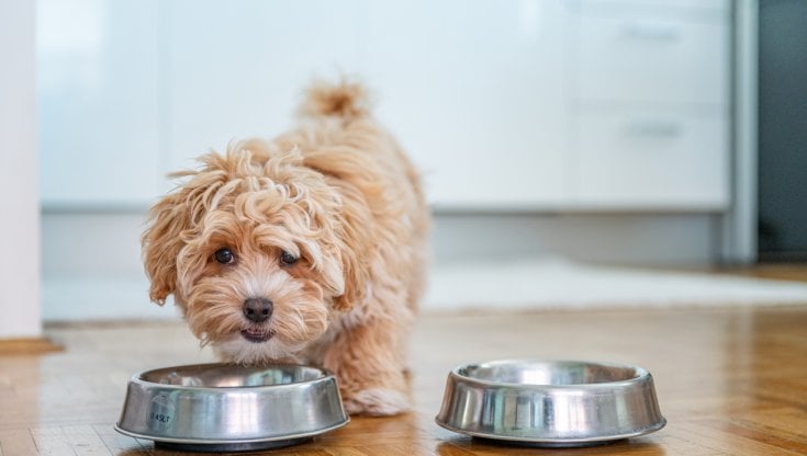 Consumi giugno: continua la scalata del "pet care", sempre in positivo da inizio anno