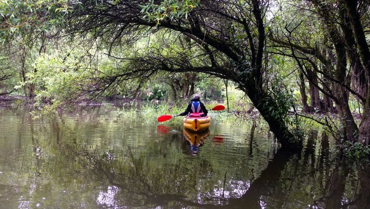 Esplorazione in kayak in una lanca della Drava&nbsp;(Pierluigi Bellavite)