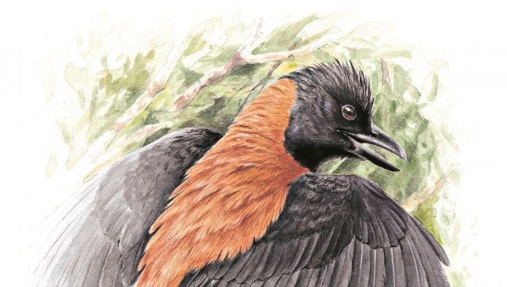 Illustrazioni di Marco Preziosi tratte dal libro