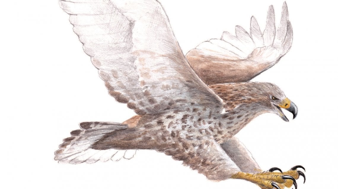Illustrazione di Marco Preziosi dal libro (particolare)