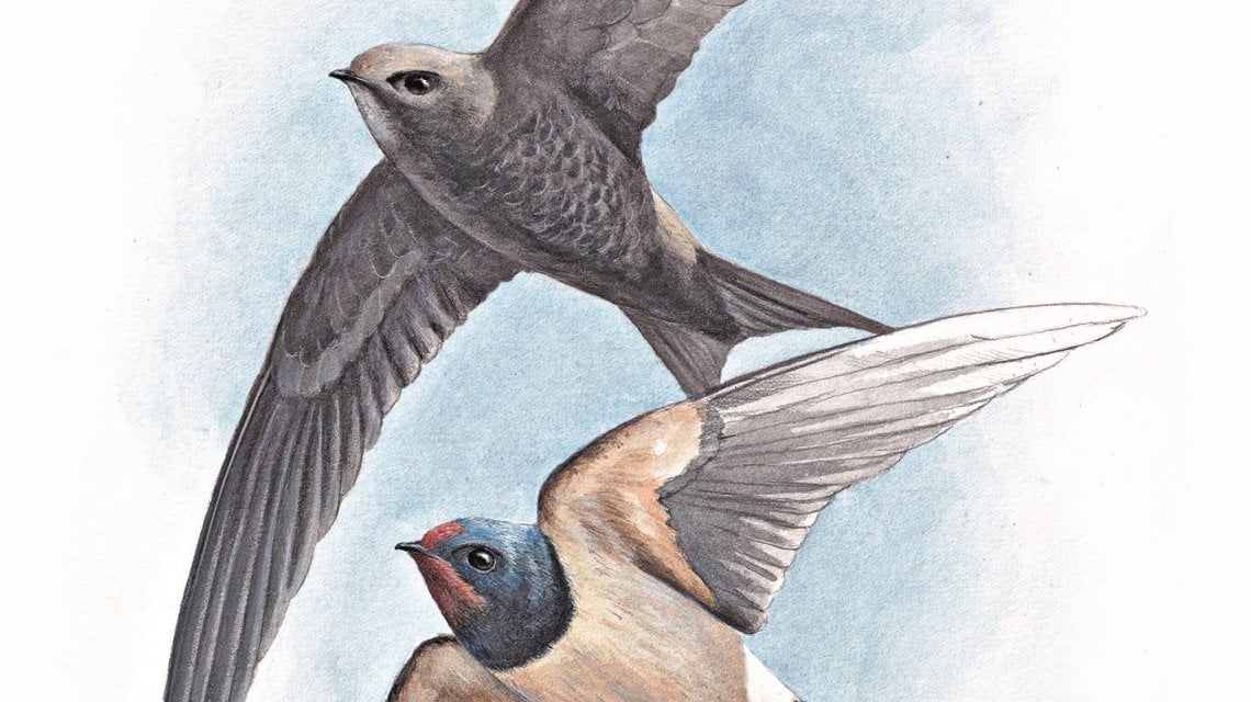 Illustrazione di Marco Preziosi dal libro (particolare)