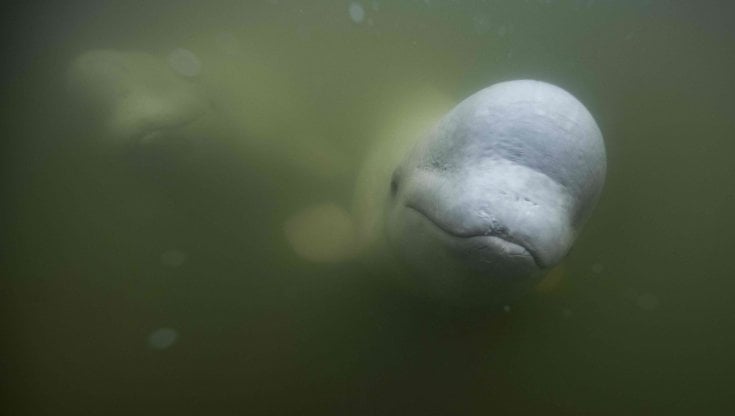 Canada. Churchill, Hudson Bay, l'eden di beluga e orsi bianchi. Finché dura