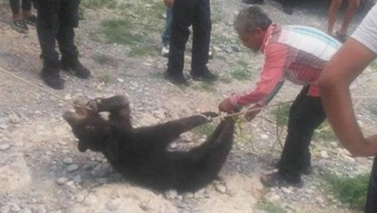 Messico, cucciolo di orso nero torturato e ucciso. "Un crimine contro la biodiversità"