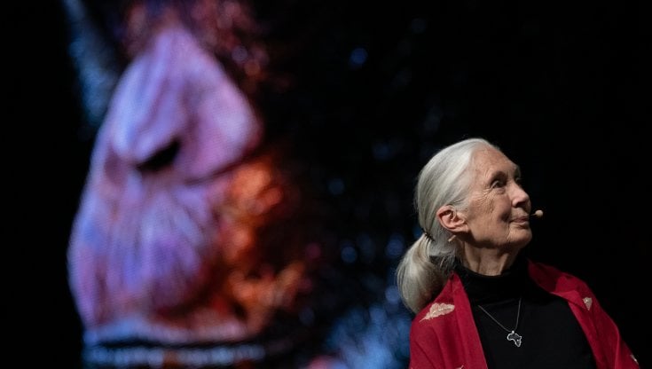 L&rsquo;etologa Jane Goodall (Hampstead, 1934) durante una conferenza in Baviera nel 2019. picture alliance via Getty images