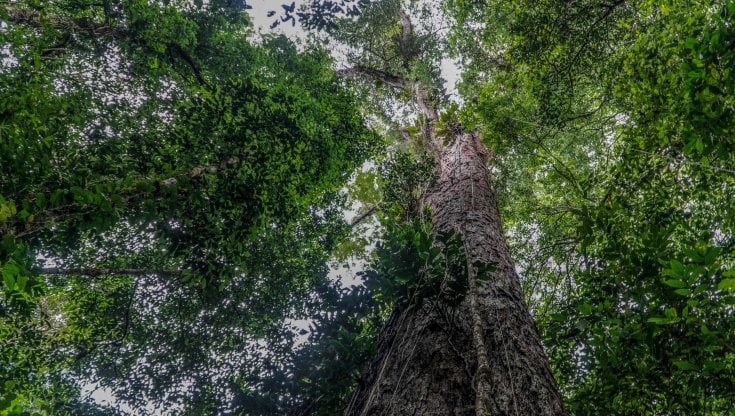 Amazzonia: scienziati raggiungono l'albero più alto del mondo 