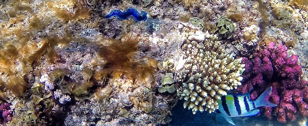 Un "pesce sergente maggiore" (Abudefdub saxatilis) nuota lungo il reef in prossimit&agrave; di Marsa Alam