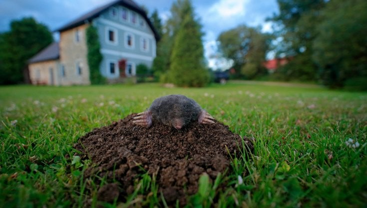 Una talpa europaea sul tipico cumulo di terra: riesce scavare venti metri al giorno a caccia di vermi; per far fronte alla carenza di aria nel sottosuolo, il suo sangue &egrave; molto ricco di ossigeno. Ondrej Prosicky / shutterstock