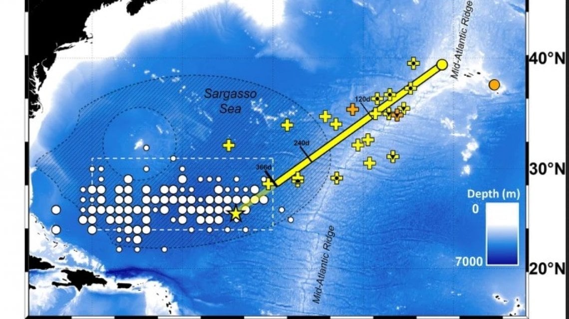 Il Racconto Dell anguilla Verso La Soluzione Del Mistero Dei Sargassi Il Racconto Dell anguilla Verso La Soluzione Del Mistero Dei Sargassi