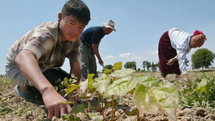 Alimentazione, come mettere al centro degli interventi i modelli di produzione, distribuzione e commercializzazione dell'agricoltura familiare