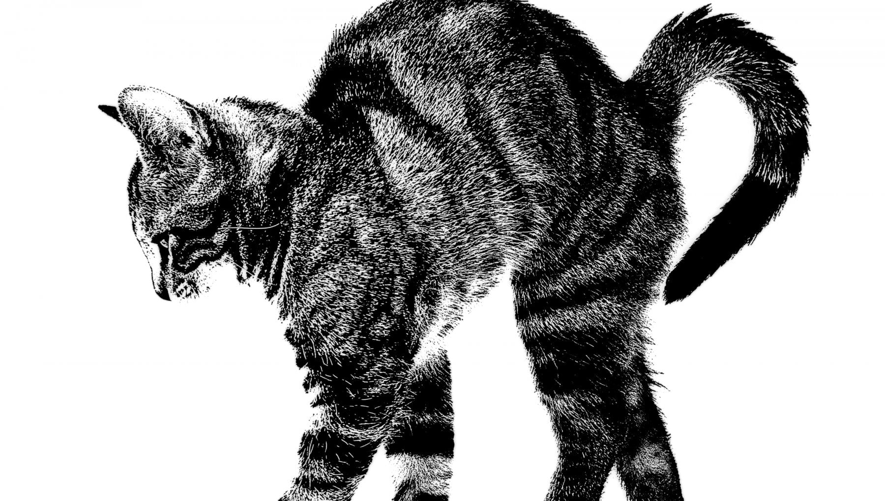 Il paradosso del gatto di Schrodinger - la Repubblica