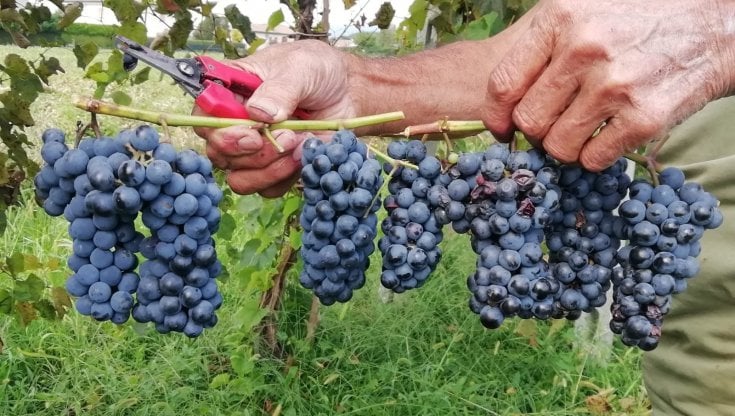 Fragolino, Clinto, Bacò: la riscossa dei vini proibiti