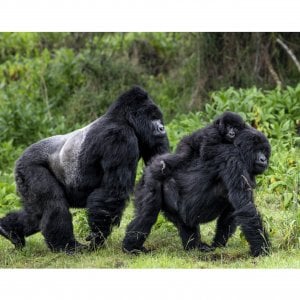 Sottobicchiere Scimmia Cheeky Chimpanzee Con Frase Divertente – Regalo Umoristico