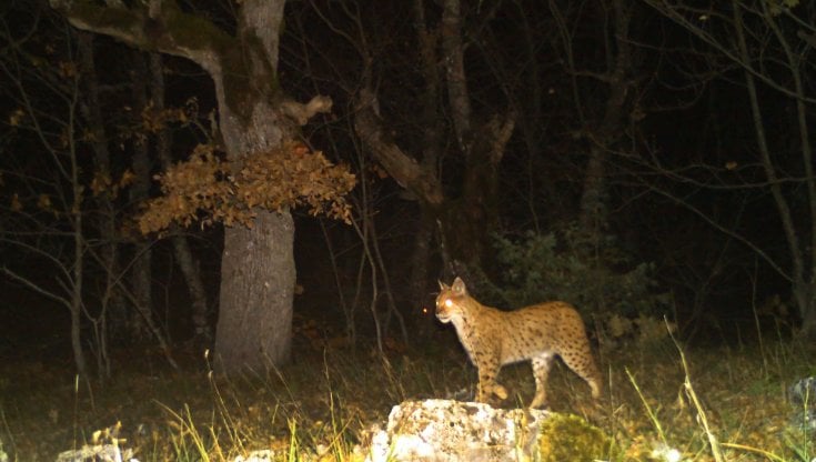 La lince immortalata nel novembre 2021