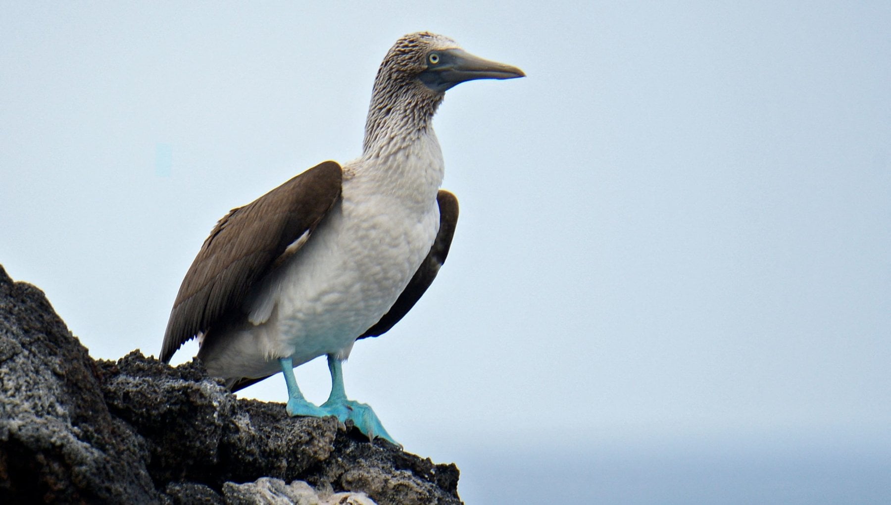Aviaria L emergenza Nell Ecuador Fa Scattare L allarme Alle Galapagos 