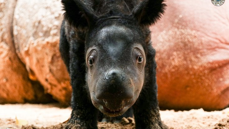 Sedah Mira, il cucciolo nato&nbsp;nel marzo scorso nel Sumatra Rhino Sanctuary di Kay Wambas (International Rhino Foundation)