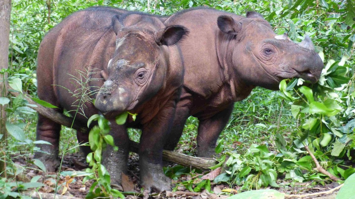 Delilah e Ratu, sempre nel Santuario (International Rhino Foundation)