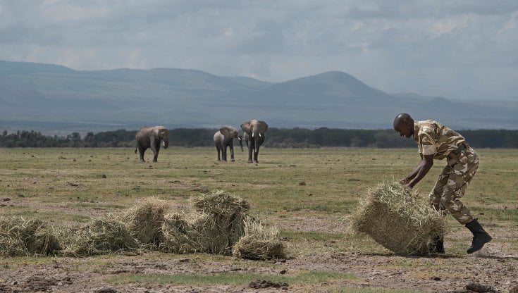 Ranger di Amboseli scaricano in fieno in soccorso degli elefanti