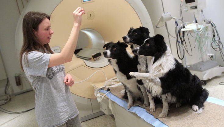 Tre border collie con la proprietaria dopo esser stati sottoposti a risonanza magnetica funzionale nei laboratori dell&rsquo;Universit&agrave; Elte di Budapest (Reuters / Contrasto)